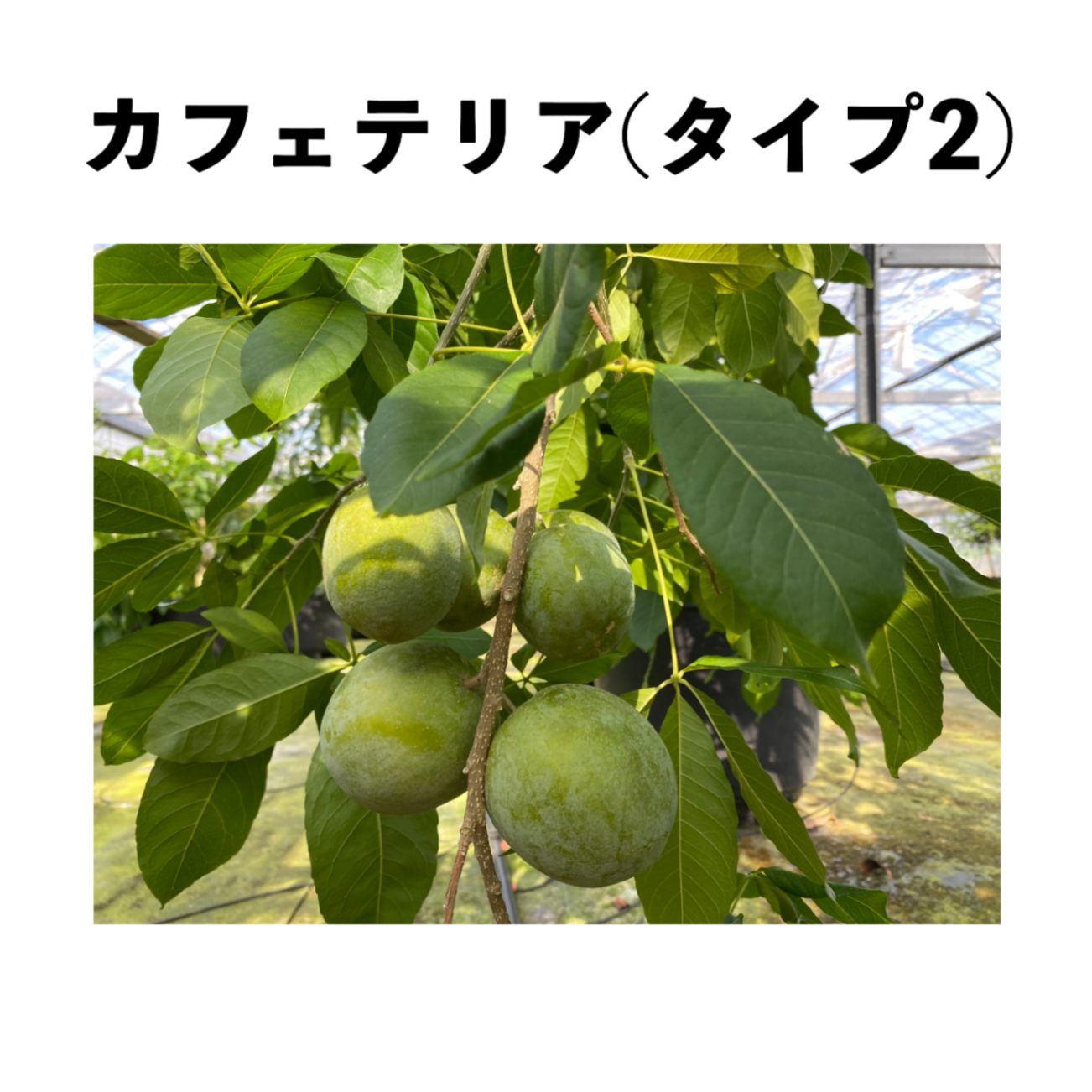 カフェテリア(タイプ2) 5号ポット 小苗 (接木)｜シロサポテ苗木