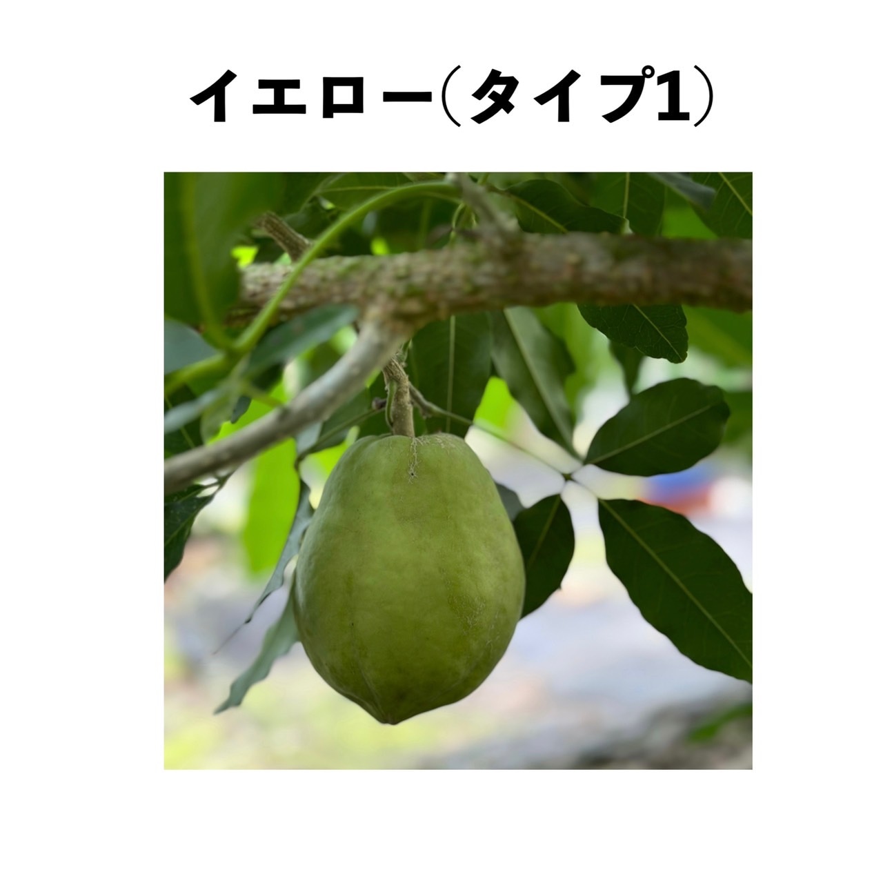 シロサポテ苗木（ホワイトサポテ苗木） ホワイトサポテ2品種接ぎ木苗