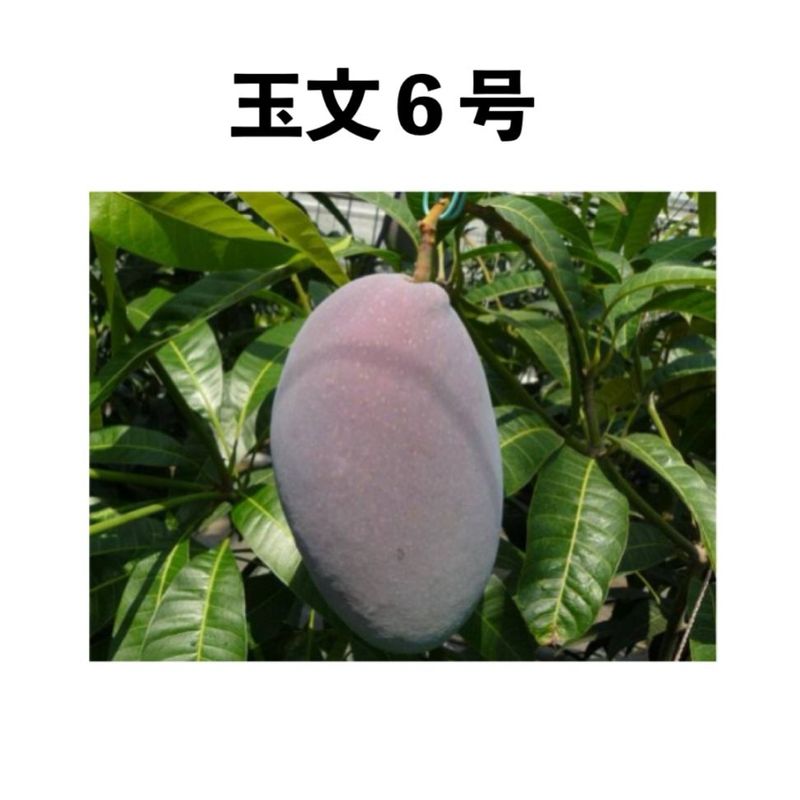 ��ʸ���� ����ݥå� ���� (����) Gyokubun No6�åޥ󥴡�����