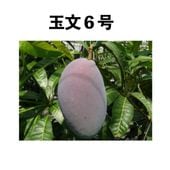 ��ʸ���� ����ݥå� ���� (����) Gyokubun No6�åޥ󥴡�����
