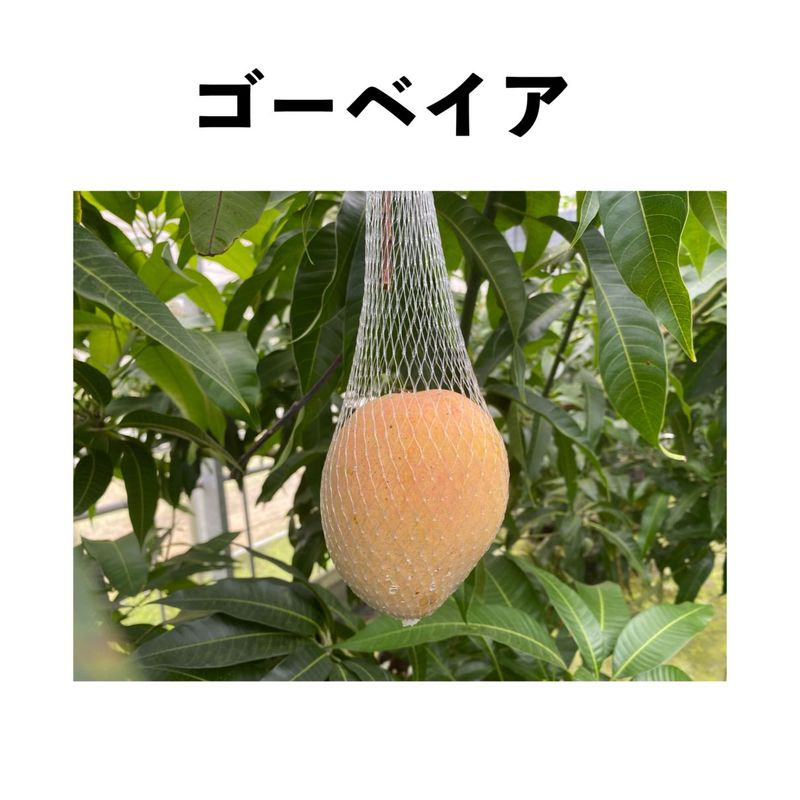 �����٥��� ����ݥå� ���� (����)  Gouveia�åޥ󥴡�����