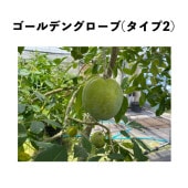 シロサポテ苗木（ホワイトサポテ苗木）
