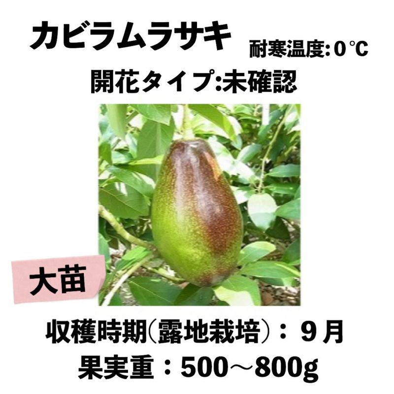 ���ӥ��饵�� (A) ���� ������󥰥ݥå� (����) Kabira Purple�å��ܥ�������