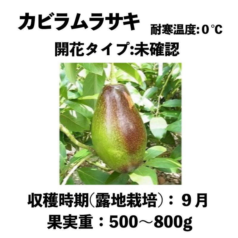 カビラムラサキ (A) 中苗 5号ロングポット (接木) Kabira Purple