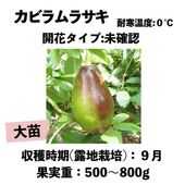 ���ӥ��饵�� (A) ���� ������󥰥ݥå� (����) Kabira Purple�å��ܥ�������
