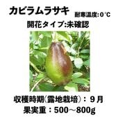 ӥ饵 (A)  󥰥ݥå () Kabira Purpleåܥ