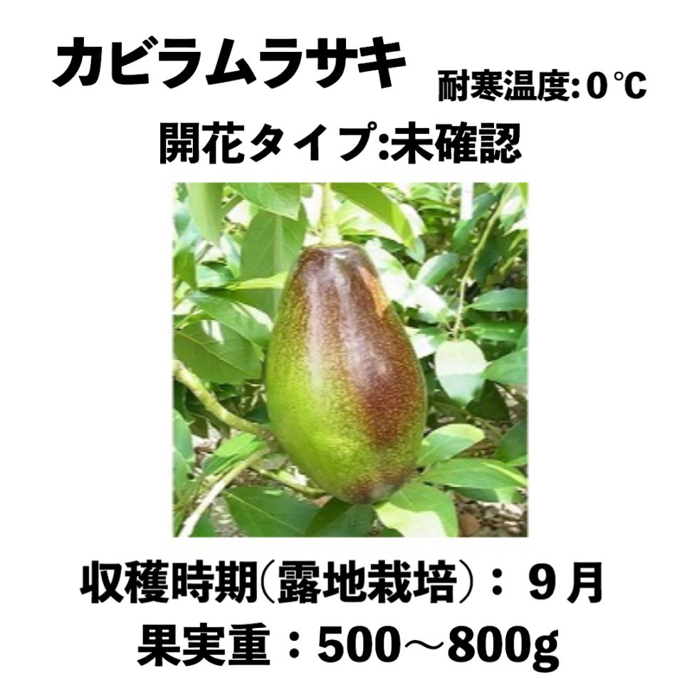 カビラムラサキ (A) 大苗 5号ロングポット (接木) Kabira Purple