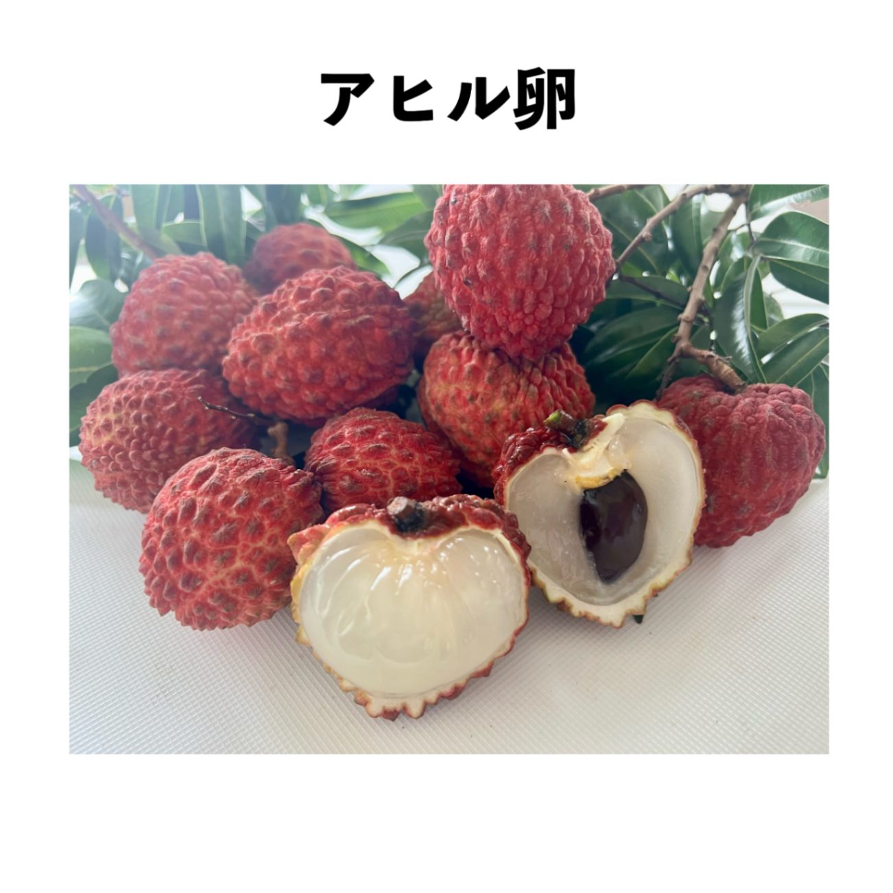 アヒル卵 6号 小苗 (取り木)｜レイシ（ライチ）苗木 | レイシ苗木