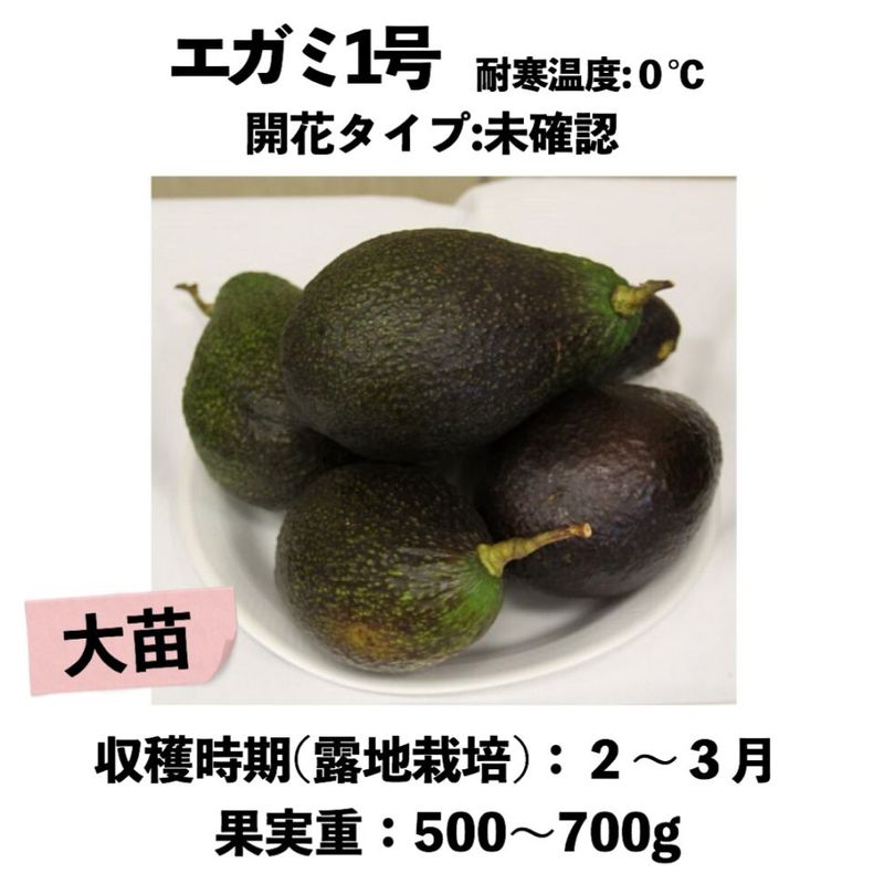 �����ߣ��� ���� ������󥰥ݥå� �����ڡ� Egami-No1 �å��ܥ�������