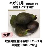 �����ߣ��� ���� ������󥰥ݥå� �����ڡ� Egami-No1 �å��ܥ�������