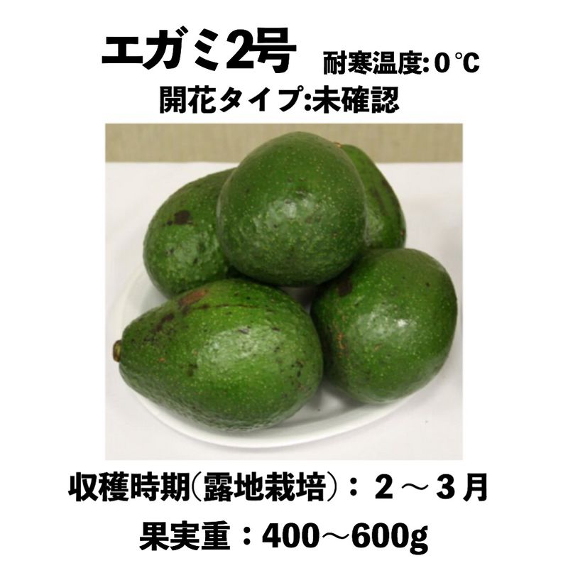 エガミ2号大苗 5号ロングポット （接木） Egami-No2 ｜アボカド苗木