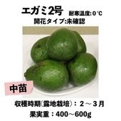 �����ߣ��� ���� ������󥰥ݥå� �����ڡ� Egami-No2 �å��ܥ�������