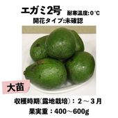 �����ߣ��� ���� ������󥰥ݥå� �����ڡ� Egami-No2 �å��ܥ�������