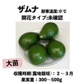 ʡB)  󥰥ݥåȡڡXzamunaåܥ