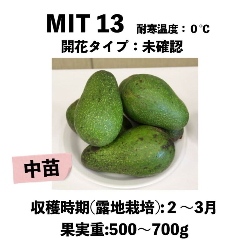 MIT13 ���� ������󥰥ݥåȡ����ڡ�MIT13�å��ܥ�������