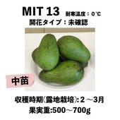 MIT13 ���� ������󥰥ݥåȡ����ڡ�MIT13�å��ܥ�������