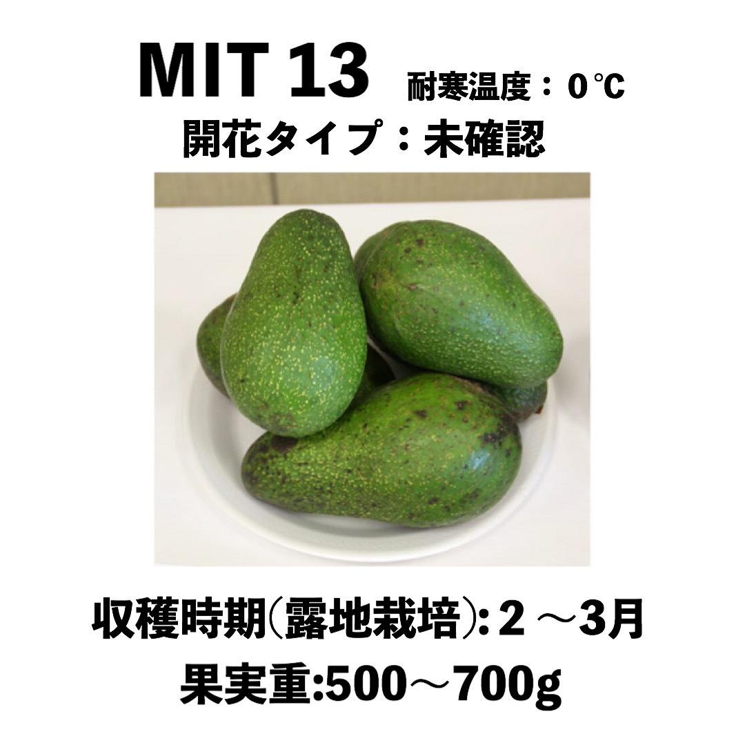 アボカド　いちじくなどの穂木　注文確認用 MIT13 中苗 5号ロングポット（接木）MIT13｜アボカド苗木 | アボカド