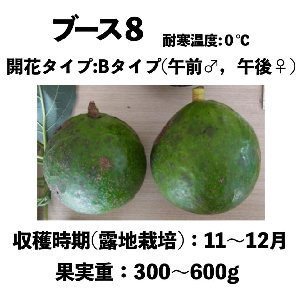 フジ苗A ブース8 (B) 中苗 5号ロングポット（接木）Booth8｜アボカド苗木
