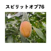 ���ԥ�åȥ��� 76 ����ݥå� ���� (����) Spirit of '76�åޥ󥴡�����
