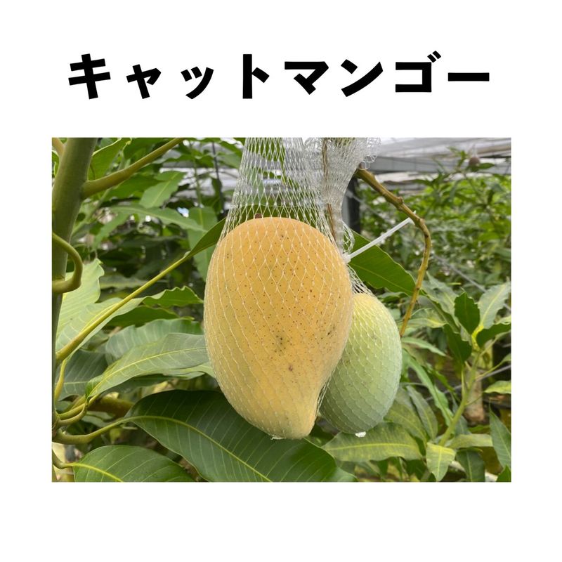 ����åȥޥ󥴡� ����ݥå� ���� �����ڡ� Cat Mango�åޥ󥴡�����
