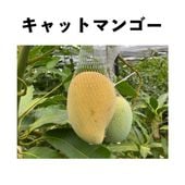 ����åȥޥ󥴡� ����ݥå� ���� �����ڡ� Cat Mango�åޥ󥴡�����