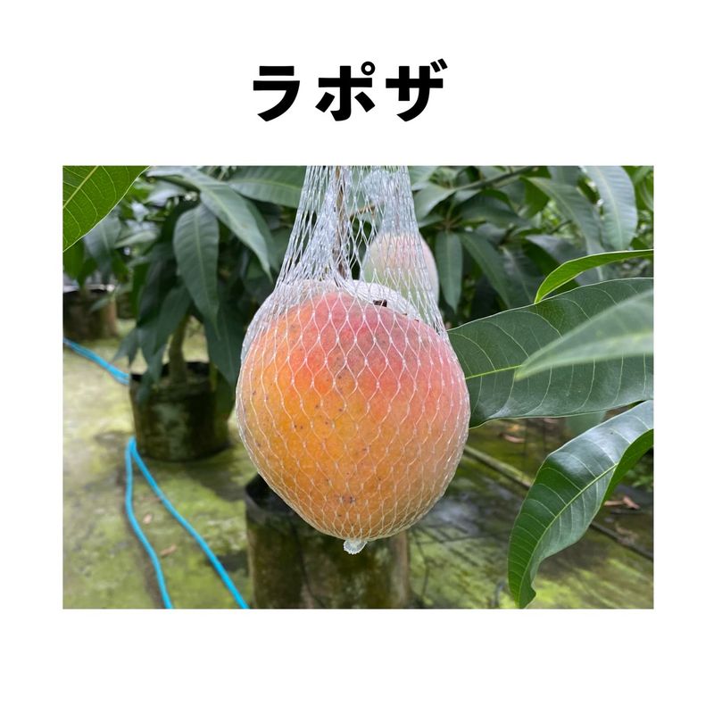 ��ݥ� ����ݥå� ���� (����)  Rapoza�åޥ󥴡�����