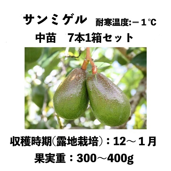 ߥ 󥰥ݥå ܣȢå () sunmigelåܥ