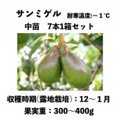 ߥ 󥰥ݥå ܣȢå () sunmigelåܥ