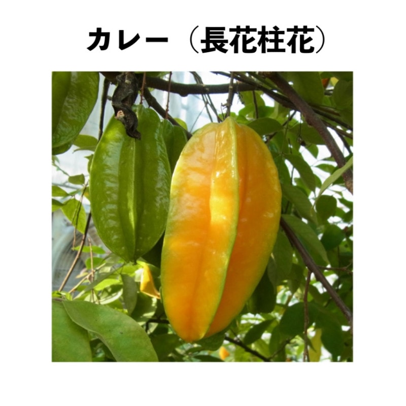 ���졼��Ĺ����֡ˣ���ȭ �ڢ�������ξ��ʤ�Ʊ������ޤ���ۡå������ե롼������