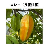 졼Ĺ֡ˣȭ ڢξʤƱޤۡåե롼