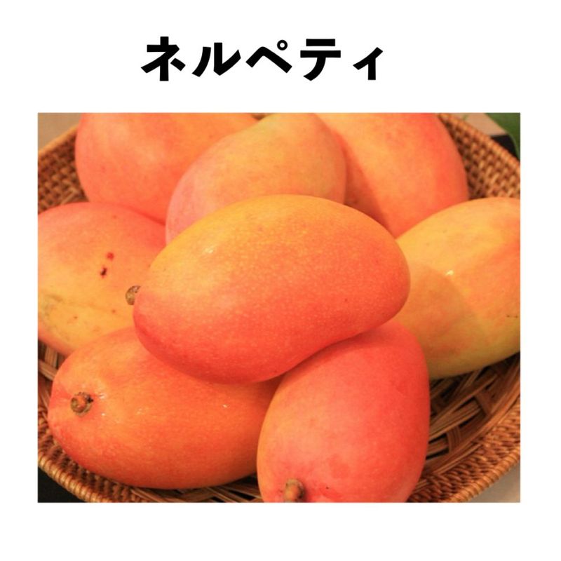 ネルペティ 5号ポット (接木) Nelpetite｜マンゴー苗木 | マンゴー