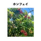 �ۥ�ե��� ���� ���� (�����)�å쥤���ʥ饤��������