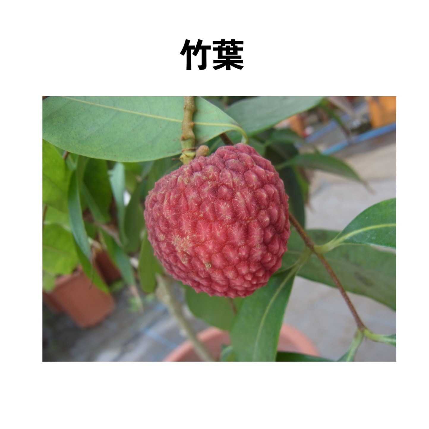 竹葉 6号 小苗 (取り木)｜レイシ（ライチ）苗木 | レイシ苗木（ライチ