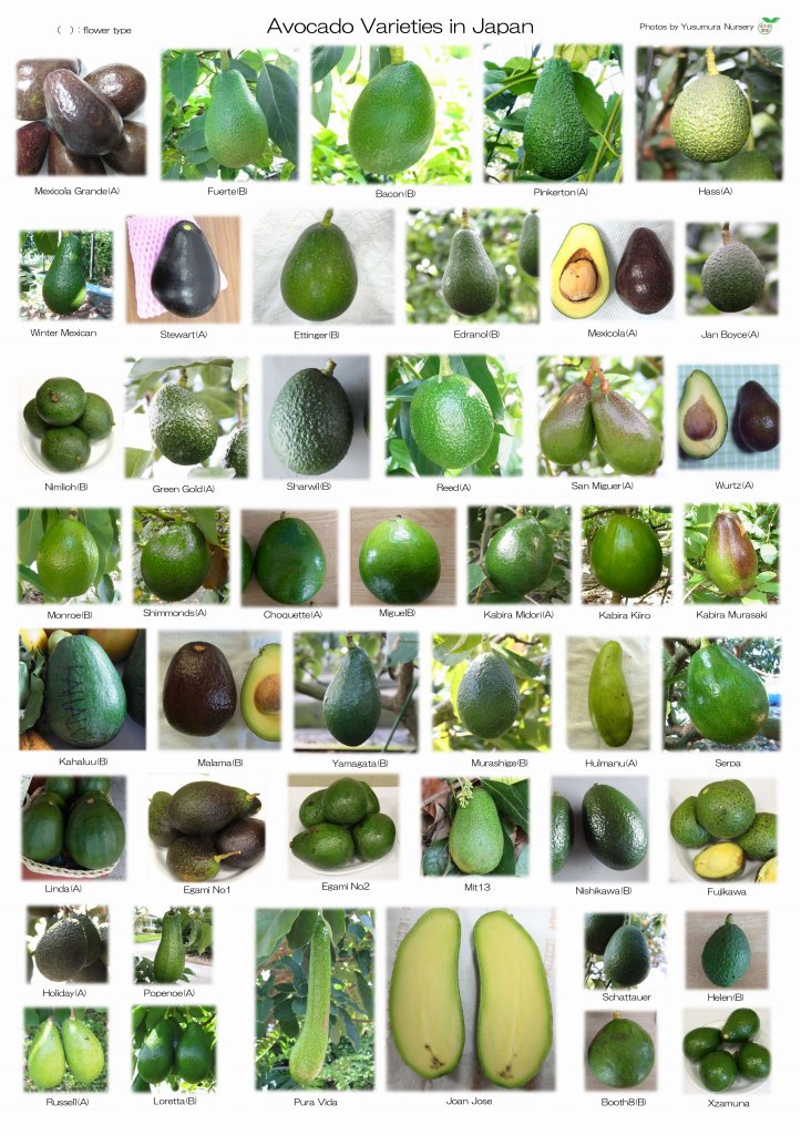 ゆす村農園オリジナルアボカドポスター｜アボカドポスター | アボカド