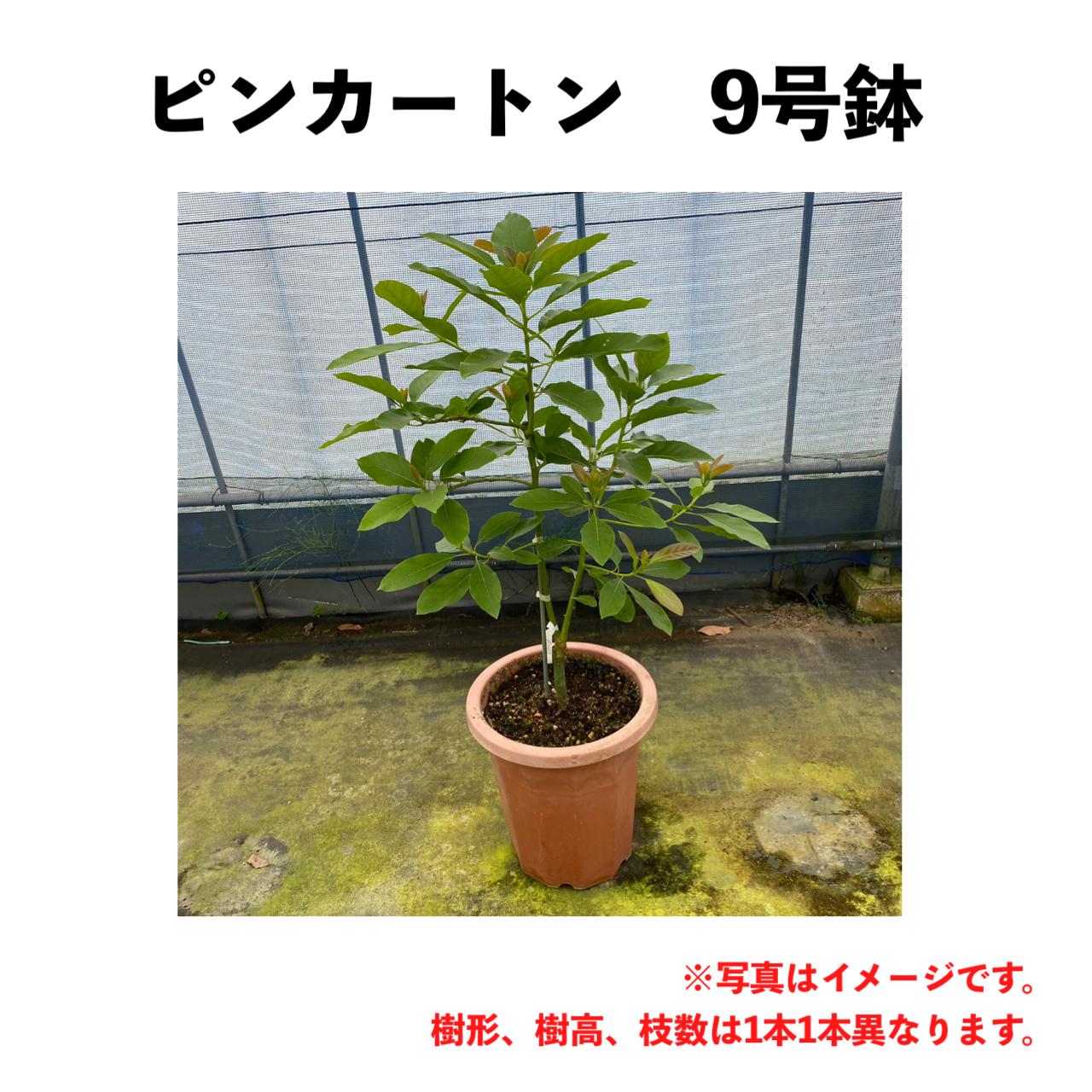 【早い者勝ち】【3年生苗】アボカド（ピンカートン）接木苗　台木ベーコン ピンカートン (A) 3年生 9号鉢【※こちらの商品は同梱できません
