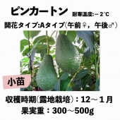 �ԥ󥫡��ȥ� (A) ���ģ�����󥰥ݥå� (����) Pinkerton�å��ܥ�������