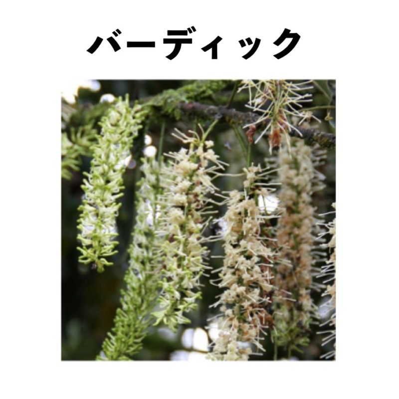 ޥߥʥåġ֥Сǥå Burdickˣݥå ()