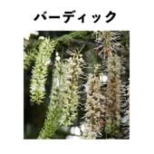 �ޥ����ߥ��ʥåġ֥С��ǥ��å��� ��Burdick�ˣ���ݥå� ����(����)