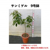 アボカド苗木｜ゆす村農園