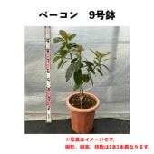 ١ (B) ǯ ȭڢξʤƱǤޤ () Baconåܥ