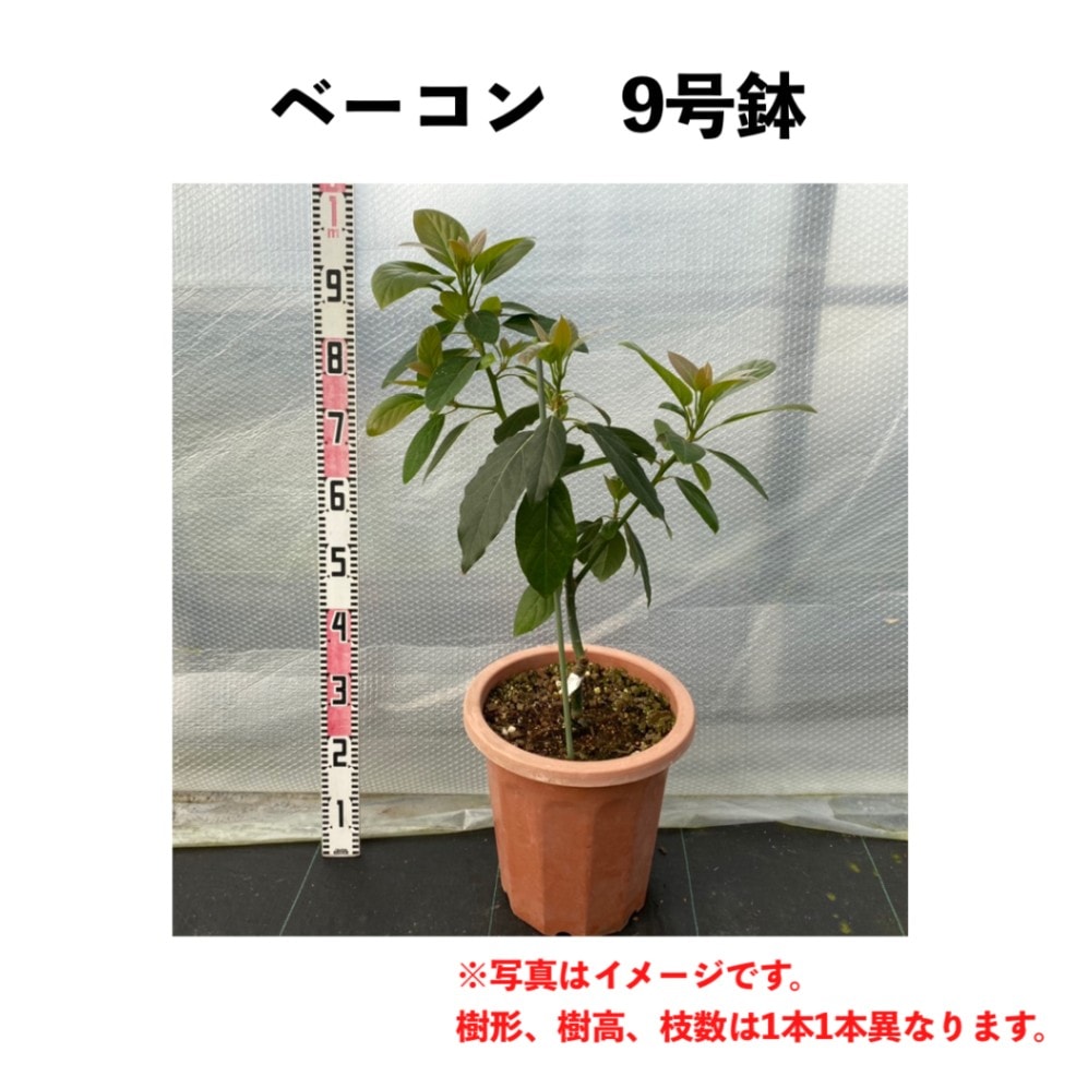 アボカド苗木 Bタイプ ❸ベーコン接木 ベーコン (B) 3年生 9号鉢【※こちらの商品は同梱できません】 (接木