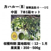 ϥ롼 (B) 󥰥ݥå ܣȢå () Kahaluuåܥ