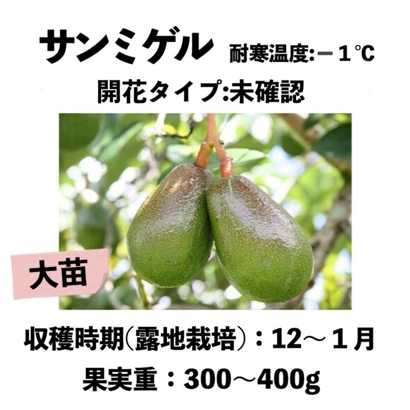 サンミゲル 大苗 5号ロングポット (接木) sunmigel｜アボカド苗木