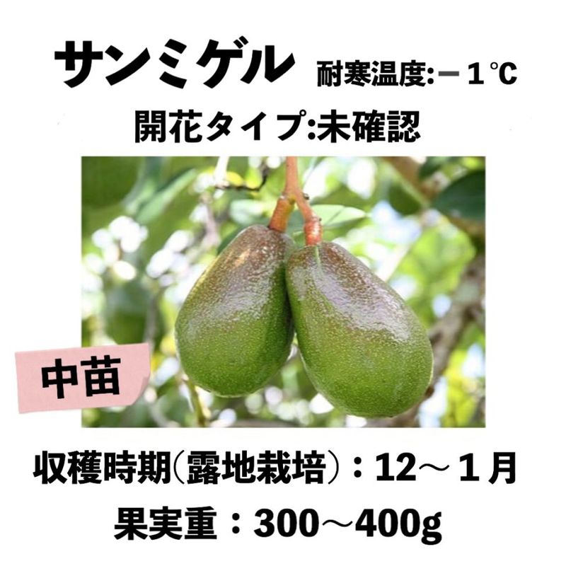 サンミゲル 中苗 5号ロングポット (接木) sunmigel｜アボカド苗木