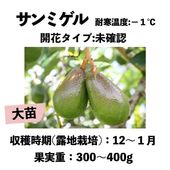 ߥ  󥰥ݥå  () sunmigelåܥ