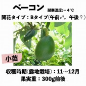 �١����� (B) ���ģ�����󥰥ݥå� (����) Bacon�å��ܥ�������