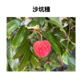 ライチの苗木(クワイミーレイシ) ライチの苗木(クワイミーレイシ) - メルカリ