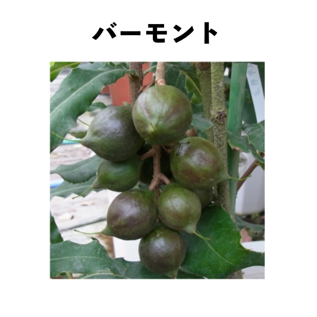 マカダミアナッツ「バーモント」 5号ポット 小苗 （Beaumont