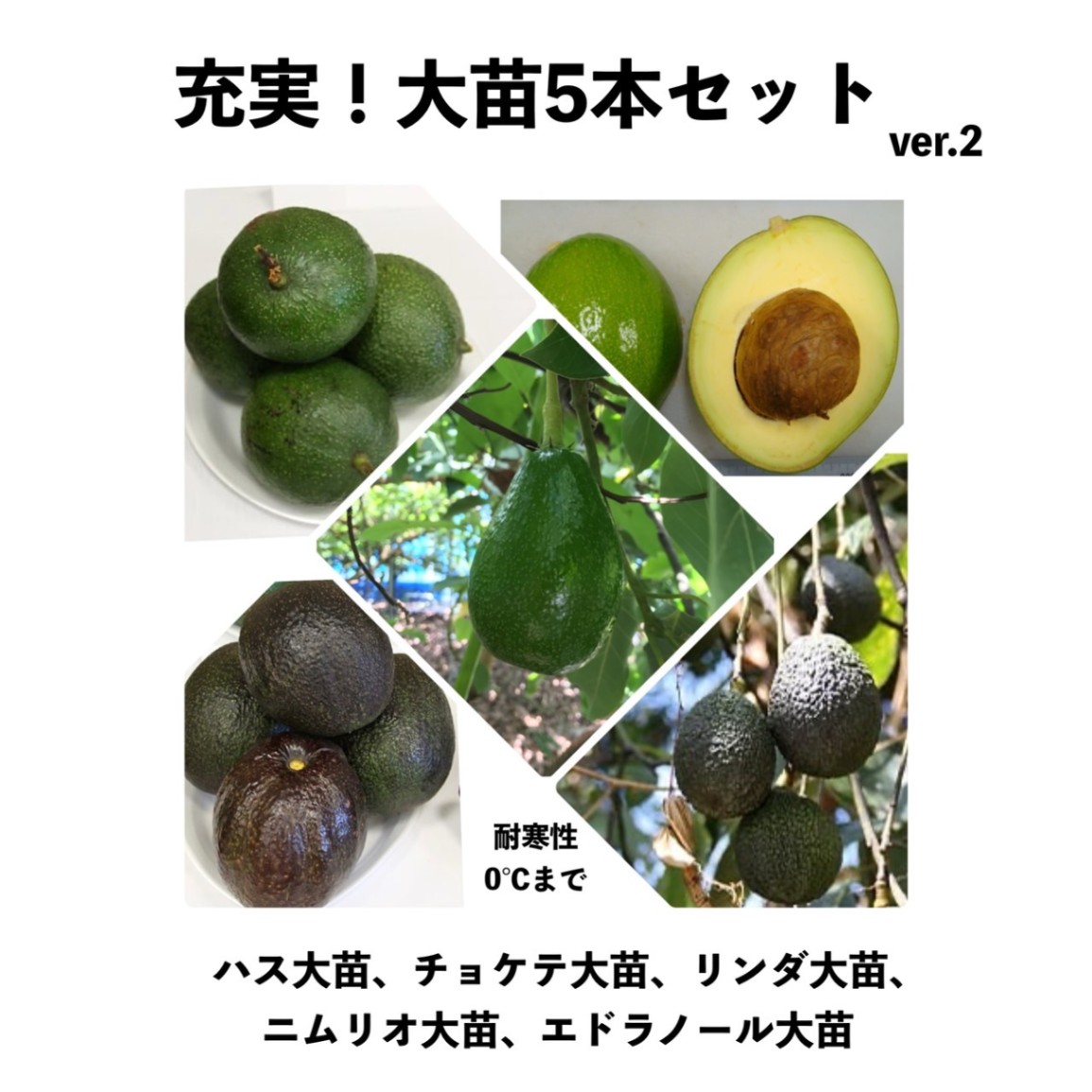 新品種レンブ苗木☆chocolate種レンブ取木大苗 最後1鉢