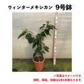 ウィンターメキシカン（A) 中苗 5号ロングポット (接木) Winter